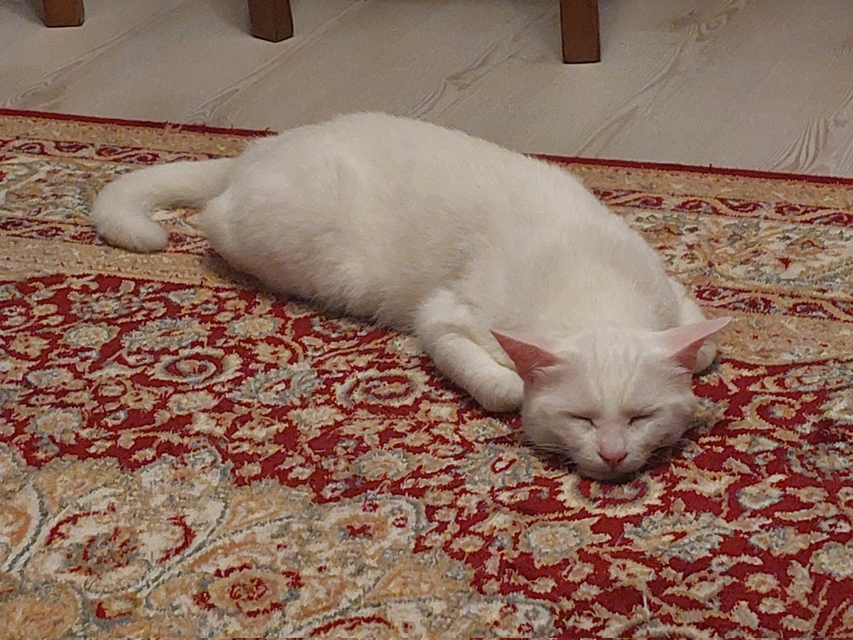 ithalogrenci's tweet photo. normalde yerinde duramayan kedi bile sıcaktan ne hale geldi https://t.co/UrZ2RO9BHS