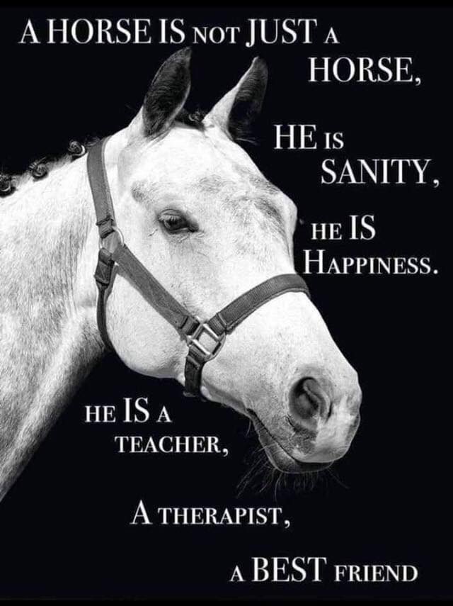 horseimage's tweet photo. https://t.co/ePwNcXfszl