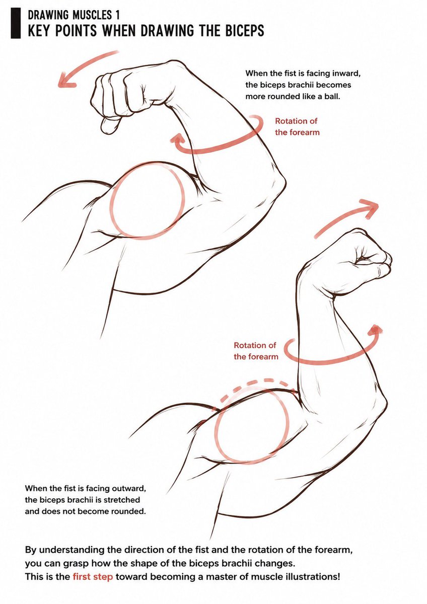 sodaguyx's tweet photo. biceps key points https://t.co/CjfHmuNIvO