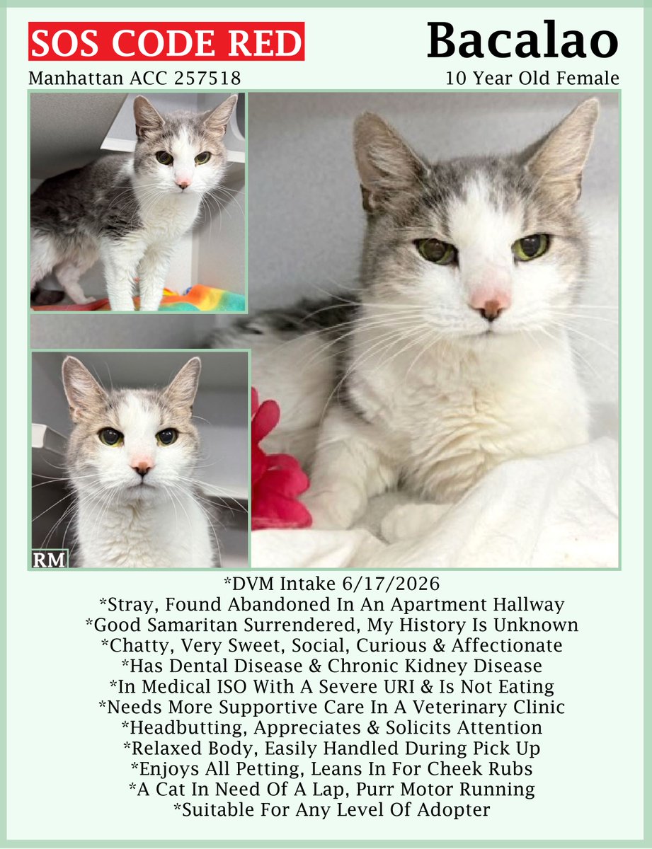 sachikoko's tweet photo. 🆘CODE RED🆘TBK THU 7/2/26🆘🙏🏾PLZ RE-POST🆘
🙏🏾PLZ #PLEDGE 2 SAVE MY LIFE
💘Sweet 10YO #Senior Gray #Tabby & White Kitty BACALAO💘
😿💔Came In As Stray, Severe URI & Not Eating
🚨Needs #Adoption #Rescue #Foster🚨
⏩237432 https://t.co/KphrZHWffq
🙏🏾#AdoptDontShop
#Manhattan #NYCACC https://t.co/eL4oP6L7sF