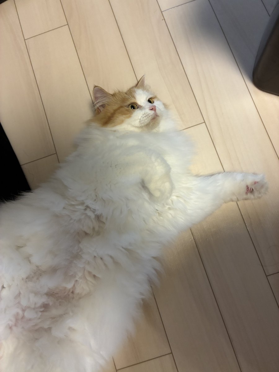 UiCh0827's tweet photo. おはよう✨ https://t.co/jqSzivGxp2