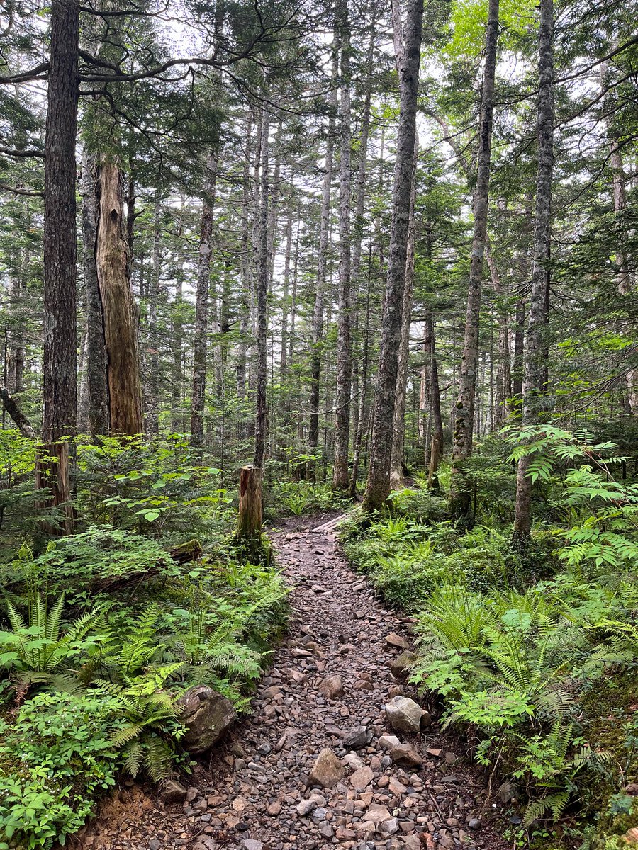 michi81895253's tweet photo. After yesterday’s rain and this morning’s fog, the forest grew damp and its green even deeper.
In the green that seems to draw me in, I pause now and then, listening to the mountain’s sounds.
Imagining the long years it takes for a tiny sprout to become a great tree.

#MistyForest #ForestHike #DeepGreen 
#MountainSounds #JapaneseNature #NatureWalk #WetForest
#SlowHiking #EverydayBeauty