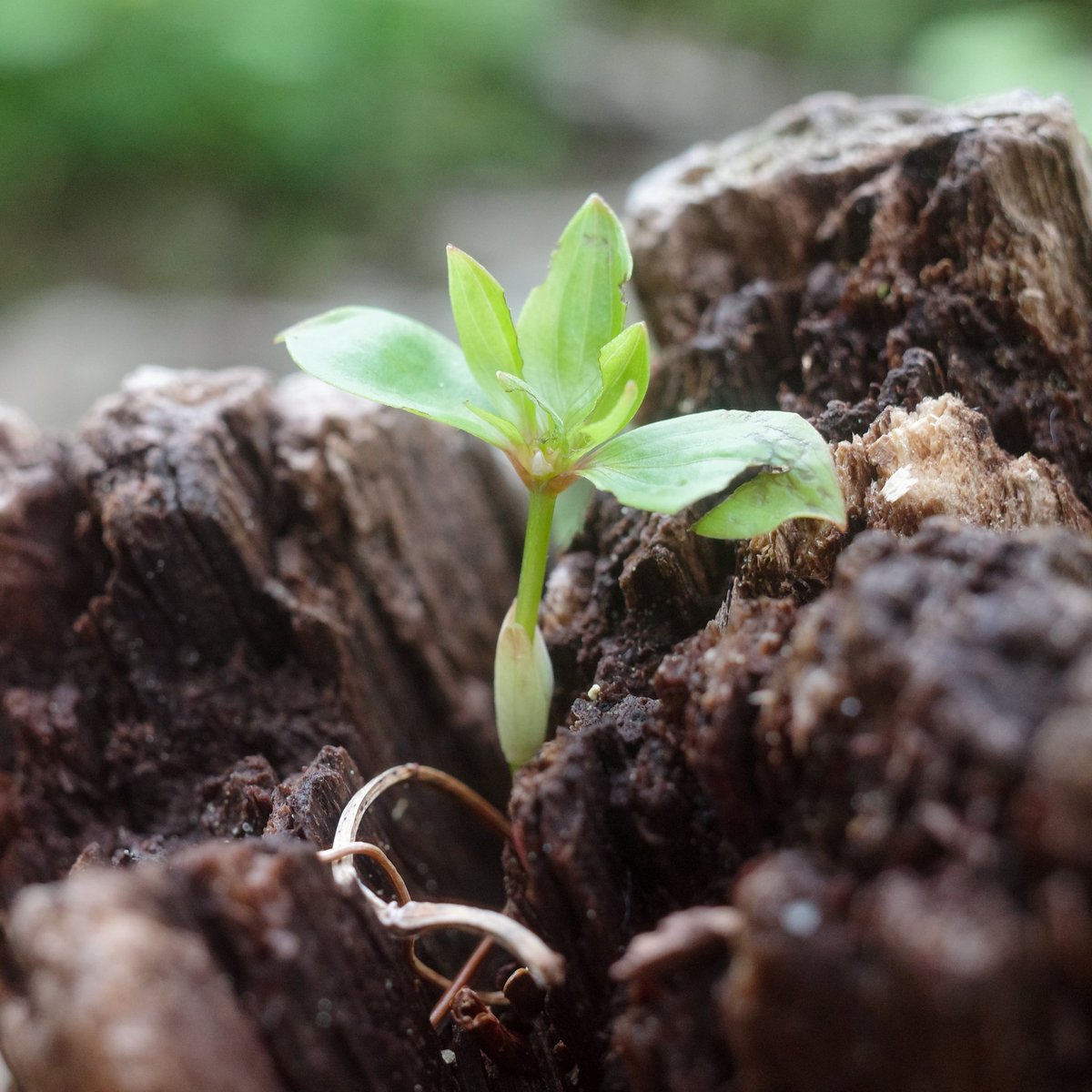 michi81895253's tweet photo. After yesterday’s rain and this morning’s fog, the forest grew damp and its green even deeper.
In the green that seems to draw me in, I pause now and then, listening to the mountain’s sounds.
Imagining the long years it takes for a tiny sprout to become a great tree.

#MistyForest #ForestHike #DeepGreen 
#MountainSounds #JapaneseNature #NatureWalk #WetForest
#SlowHiking #EverydayBeauty
