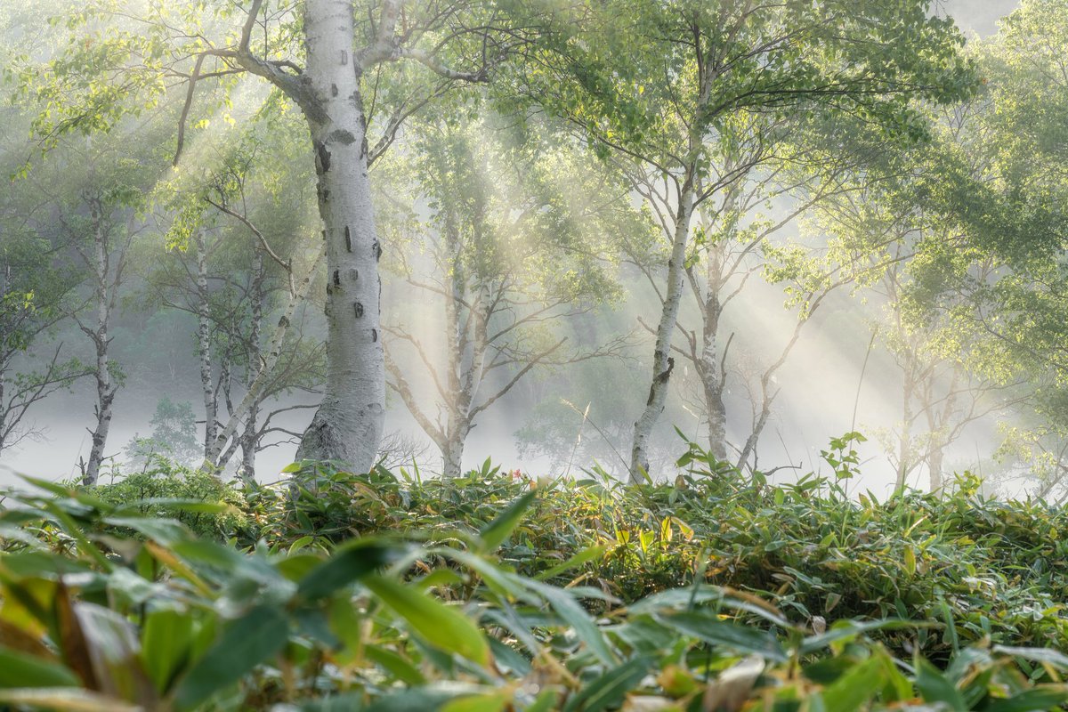 tokyocamerajp's tweet photo. 【東京カメラ部2026写真展 in Hikarie 出展者作品紹介！】

今年で14回目を迎える写真好きの祭典
https://t.co/PGTs4D5oIH

📅9/19(土)～22(火・祝)
📍渋谷ヒカリエ9F 
💰入場無料・予約不要

Photo by phaengy
https://t.co/iQWSU8IgMy
※本作品が展示されるかは未定です https://t.co/khhiQEe90n