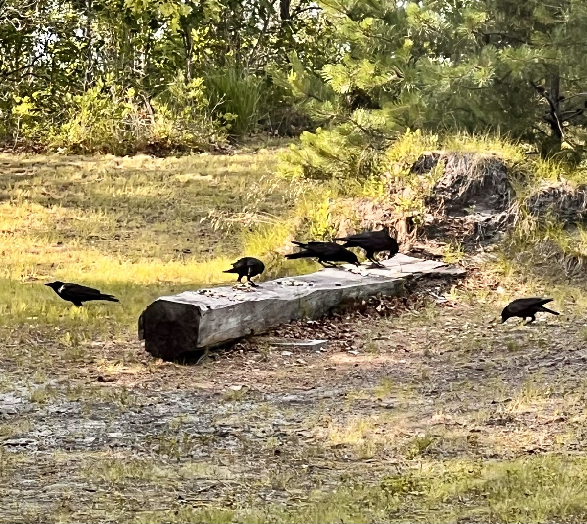 JUSTROSIE123's tweet photo. The backyard murder just expanded. From the OG trio; Edgar, Usher, and Dupin to a full five. Please welcome Annabel and Poe to the crew.
Nobody tell the neighbors. 🐦‍⬛
#MurderOfCrows https://t.co/bZr2HsvXbB