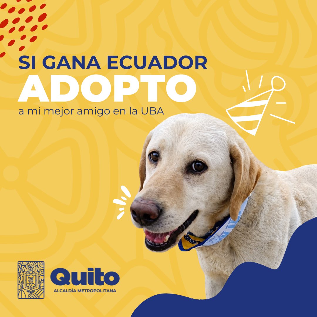 UBAQuito's tweet photo. 🇪🇨🐾 #AdopcionesUBA | Hoy todos queremos que gane Ecuador… pero, gane o pierda, hay promesas que sí podemos cumplir. 💛 https://t.co/kgh7ePtQqt