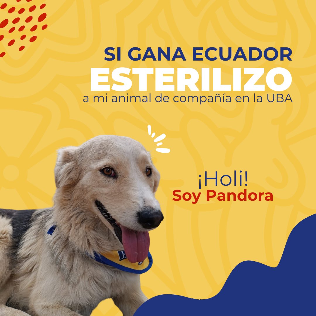 UBAQuito's tweet photo. 🇪🇨🐾 #AdopcionesUBA | Hoy todos queremos que gane Ecuador… pero, gane o pierda, hay promesas que sí podemos cumplir. 💛 https://t.co/kgh7ePtQqt