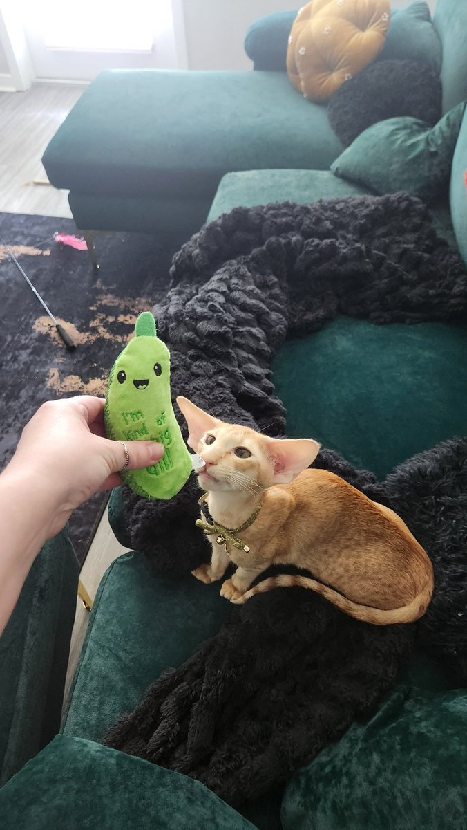 eIkwoods's tweet photo. got pickles a pickle toy bc. duh https://t.co/08Pscp3nUV