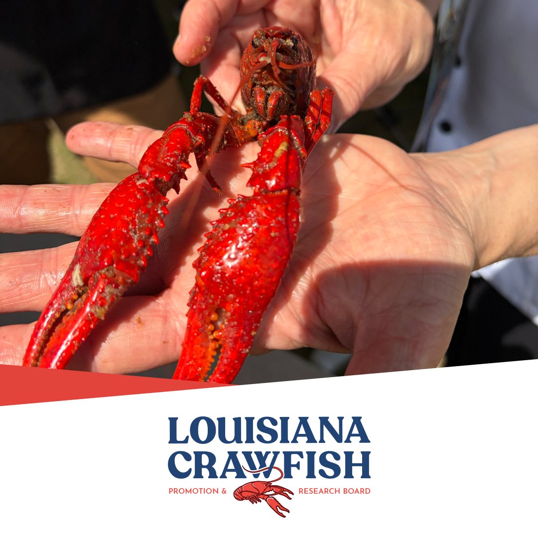 LACrawfishBoard's tweet photo. We like big claws, and we cannot lie!  #louisianacrawfish https://t.co/Vqv48jIZQu