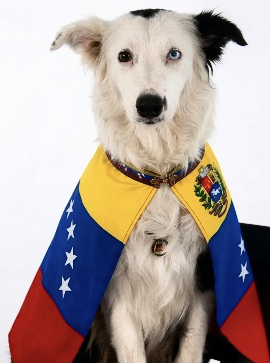 SivarNewsSV's tweet photo. 🇻🇪 TSUNAMI, EL HÉROE DE CUATRO PATAS QUE PASÓ DEL ABANDONO A SALVAR VIDAS EN VENEZUELA

🐶 Entre tantos héroes que trabajan en las zonas afectadas por los terremotos en Venezuela, hay uno que no usa casco ni uniforme, pero que también lucha contra el tiempo: Tsunami, un border collie de 9 años.

🥹 Su vida comenzó marcada por el abandono y la desnutrición, hasta que fue rescatado y entrenado para formar parte de equipos caninos de búsqueda y rescate.

🐾 Hoy, en medio del caos, Tsunami camina sobre los escombros, guiado por su olfato y su instinto, ayudando a localizar personas atrapadas bajo estructuras colapsadas.

🇻🇪 Su historia resume la fuerza de una segunda oportunidad: fue salvado cuando más lo necesitaba y ahora se ha convertido en esperanza para quienes esperan ser encontrados con vida.