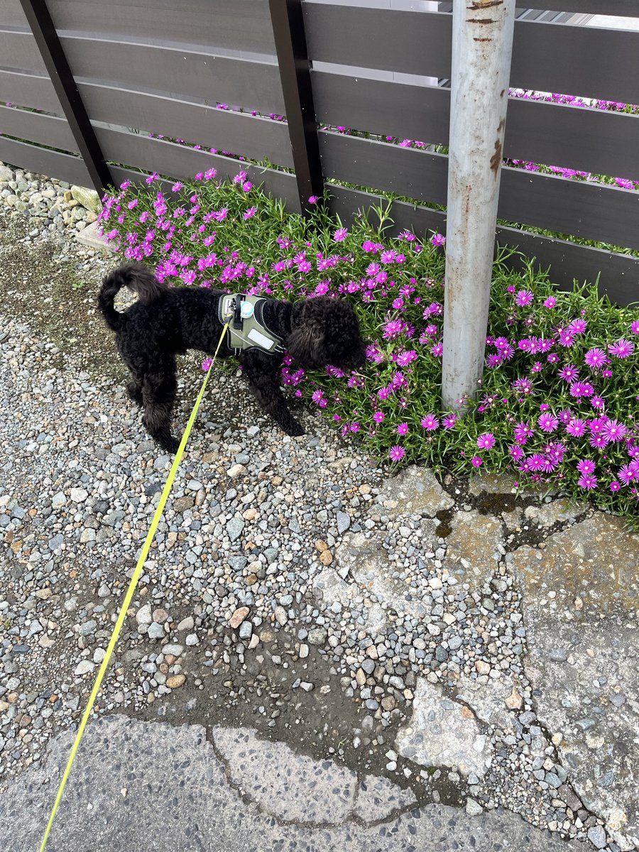MeGu04301213's tweet photo. マツバギクとボス。🌸
きれいに咲いてても、まずはクン活です。🐶

#トイプードル #黒トイプードル #マツバギク #犬のいる暮らし #boss_blacktoypoodle https://t.co/Y0BxbXBvjW