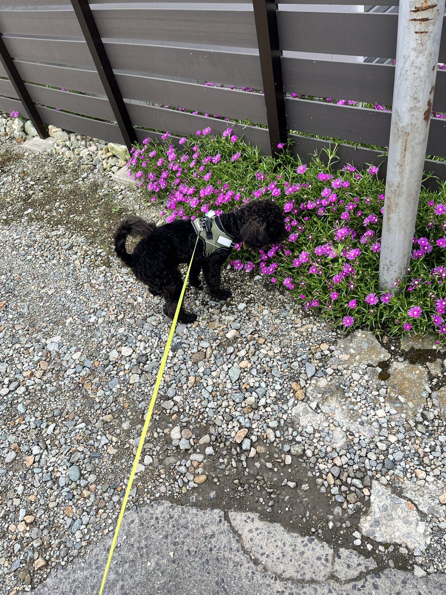 MeGu04301213's tweet photo. マツバギクとボス。🌸
きれいに咲いてても、まずはクン活です。🐶

#トイプードル #黒トイプードル #マツバギク #犬のいる暮らし #boss_blacktoypoodle https://t.co/Y0BxbXBvjW