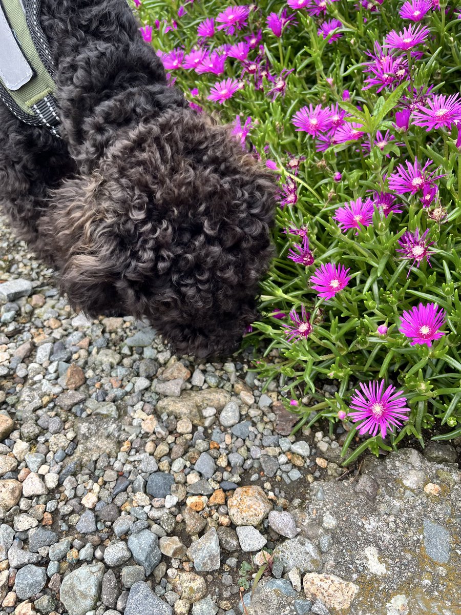 MeGu04301213's tweet photo. マツバギクとボス。🌸
きれいに咲いてても、まずはクン活です。🐶

#トイプードル #黒トイプードル #マツバギク #犬のいる暮らし #boss_blacktoypoodle https://t.co/Y0BxbXBvjW