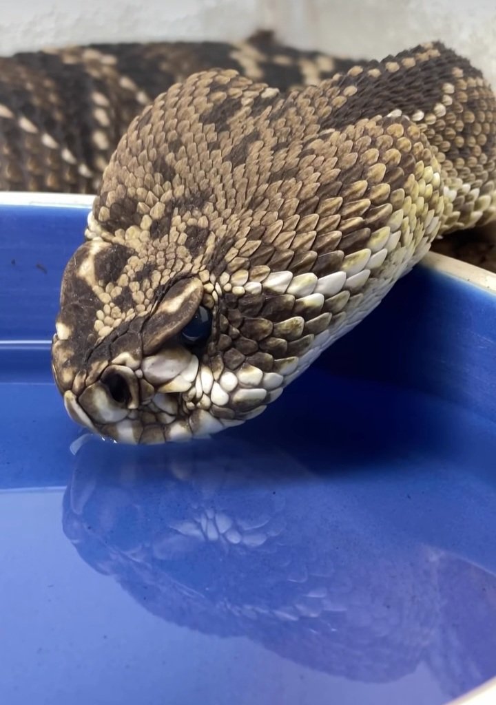 lawrence_perham's tweet photo. Have you ever seen a rattlesnake drink water. https://t.co/CyHwly6tPB