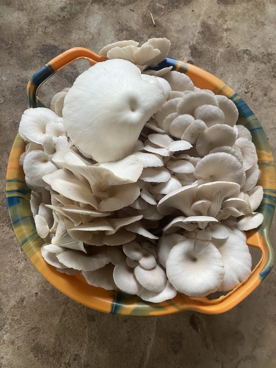 Elder_AY's tweet photo. Today’s harvest https://t.co/PMWGGPiifo