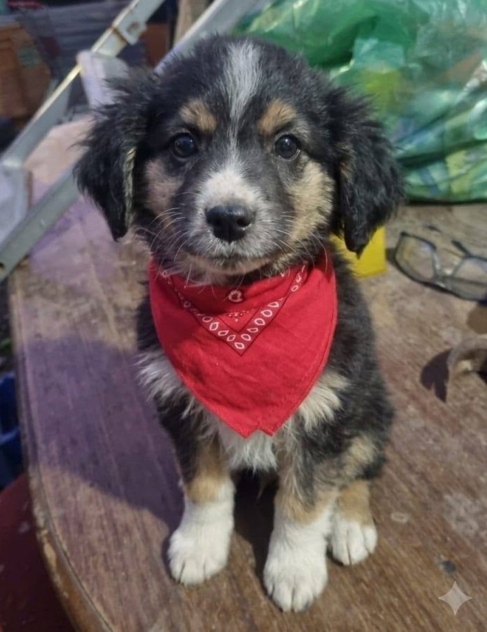 eltuitdemarsh's tweet photo. Hermoso cachorrito, de dos meses, en adopción responsable. Se encuentra desparasitado y con su primera vacuna. Si deseas darle un hogar para siempre, comunícate al +56990775206. Favor RT! #CasasViejas #PuenteAlto https://t.co/M1KuP8R7W9