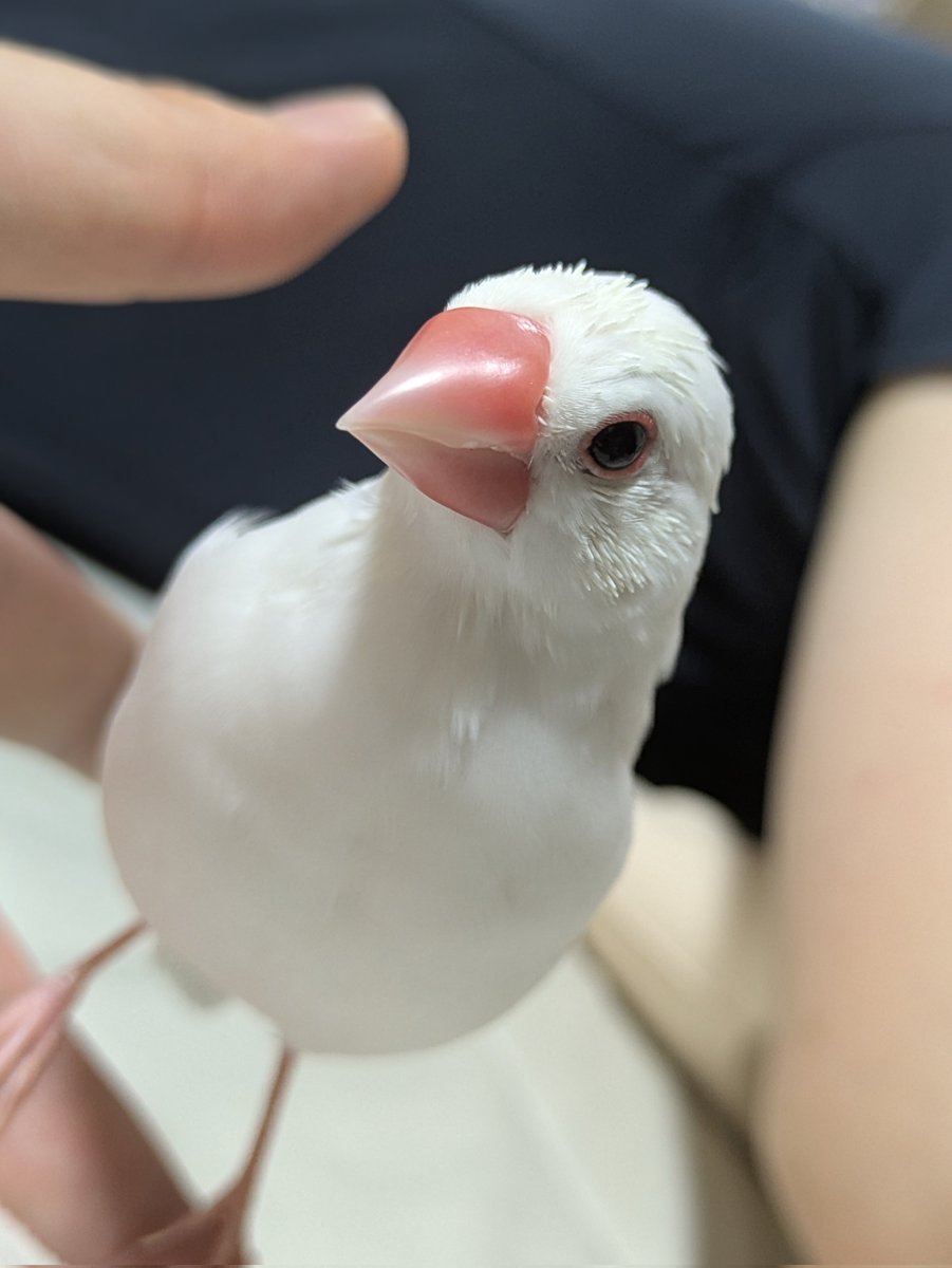 文鳥。．・.*断捨離中。さま専用 XL文鳥 (@XLBunchou) / Posts / X