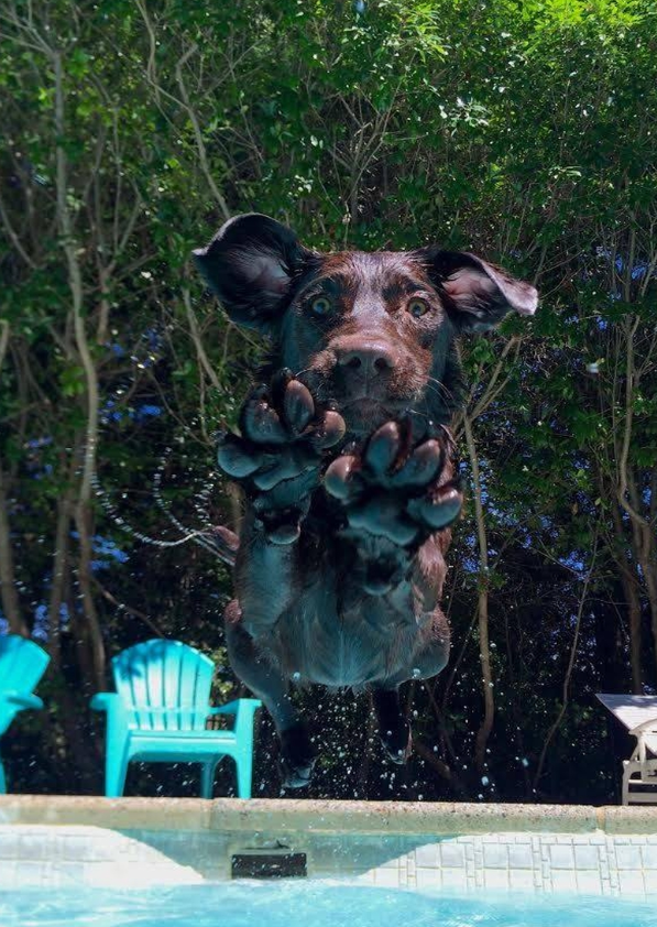 TweeetsOfDogs's tweet photo. "Best photo ever taken" 😍❤️ https://t.co/AmMj2kehcR