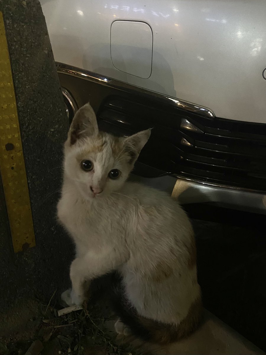 medyishere's tweet photo. fotografını cekiyorum diye poz verdi bakın teyzeleri😭😭😭😭😭😭😭😭😭😭 https://t.co/3ERuLTteld