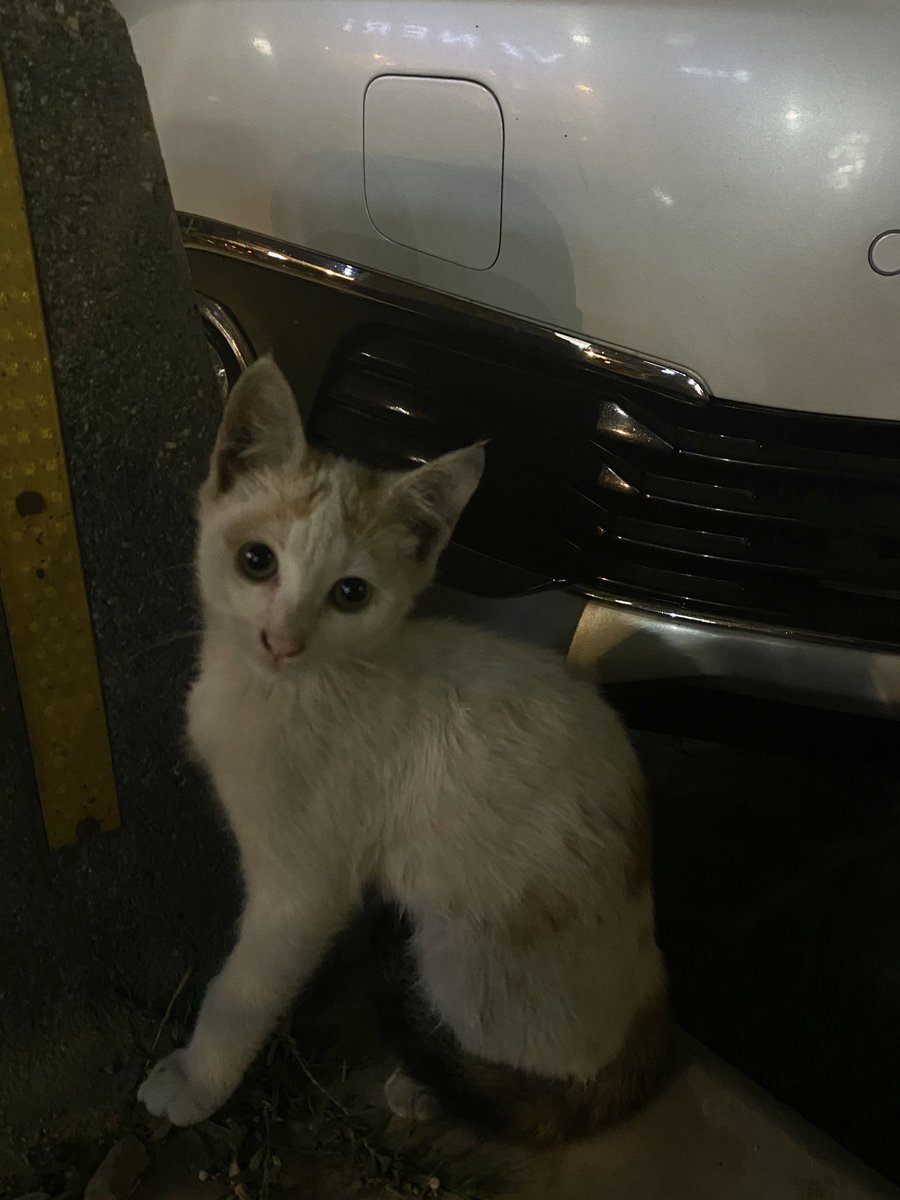 medyishere's tweet photo. fotografını cekiyorum diye poz verdi bakın teyzeleri😭😭😭😭😭😭😭😭😭😭 https://t.co/3ERuLTteld