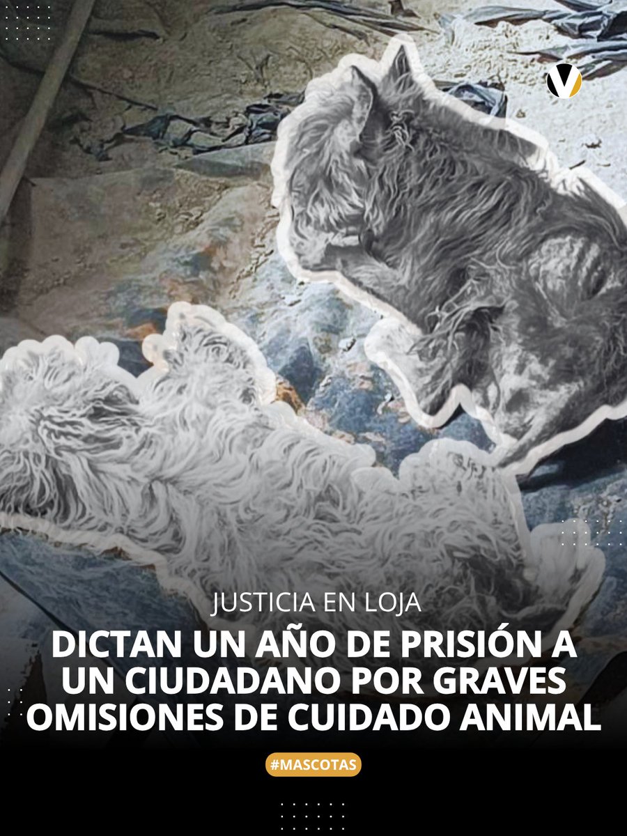 revistavistazo's tweet photo. ⚖️ Nueve meses después de la denuncia presentada por la Fundación Cielo Animal, la justicia lojana emitió un fallo condenatorio histórico que incluye sanciones económicas y reparación de daños. Conoce más detalles 👉🏻 https://t.co/GjoTXACYBe https://t.co/iHfrVpxCW5