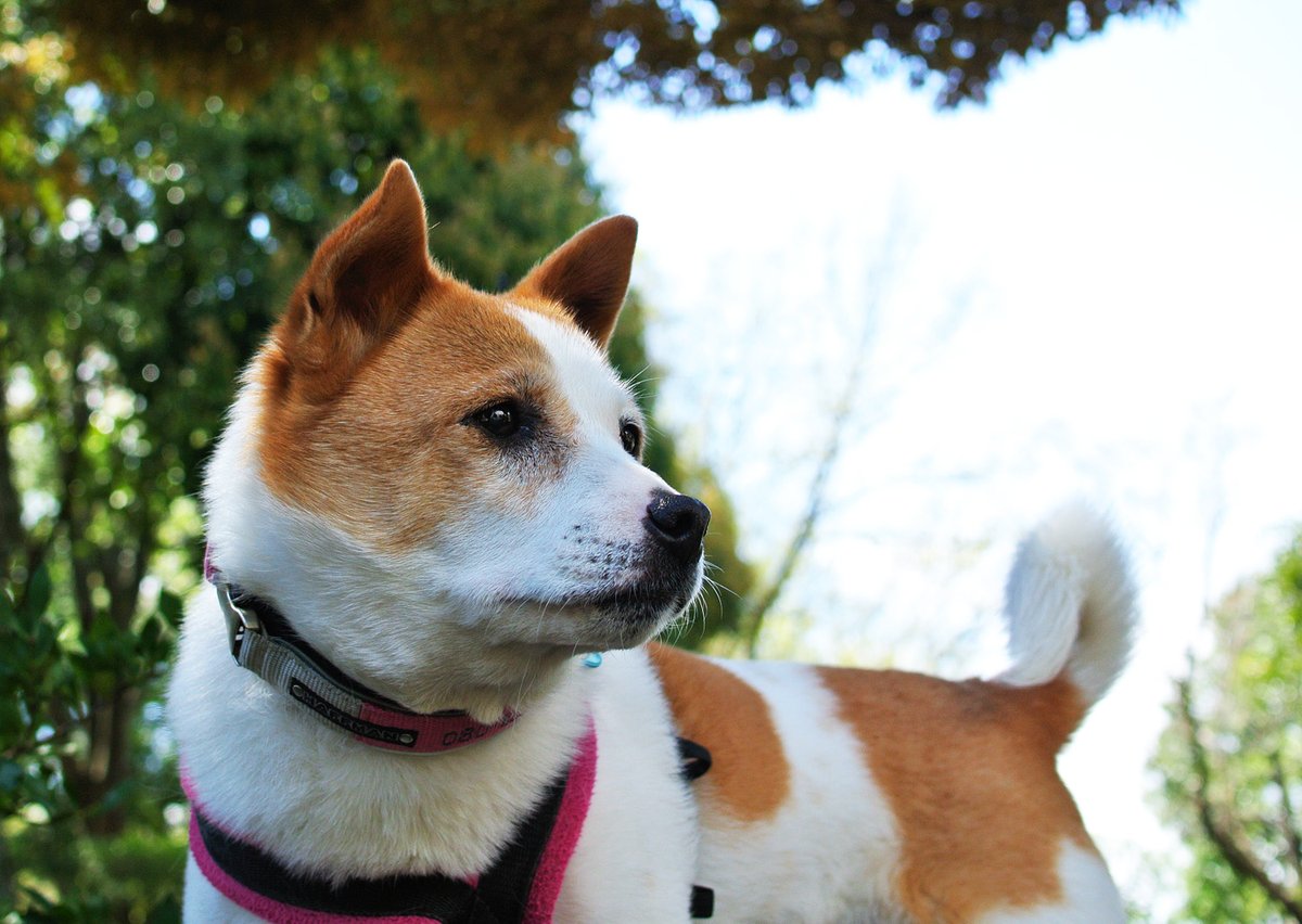 e_hagure's tweet photo. おはようございます。

ちょっと神々しく見える犬です。
でも気のせいです。 https://t.co/4R1wSUsu1C