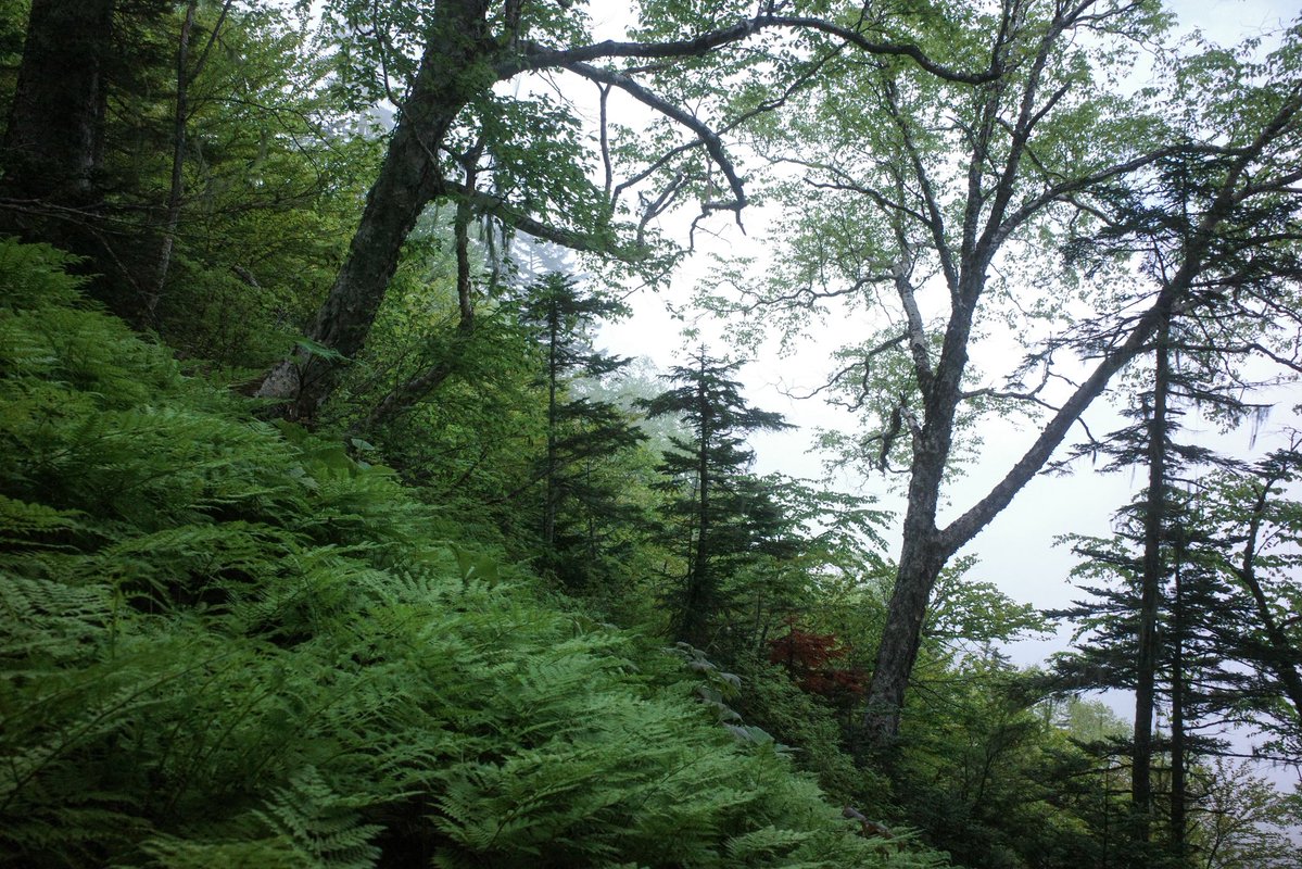 michi81895253's tweet photo. After yesterday’s rain and this morning’s fog, the forest grew damp and its green even deeper.
In the green that seems to draw me in, I pause now and then, listening to the mountain’s sounds.
Imagining the long years it takes for a tiny sprout to become a great tree.

#MistyForest #ForestHike #DeepGreen 
#MountainSounds #JapaneseNature #NatureWalk #WetForest
#SlowHiking #EverydayBeauty