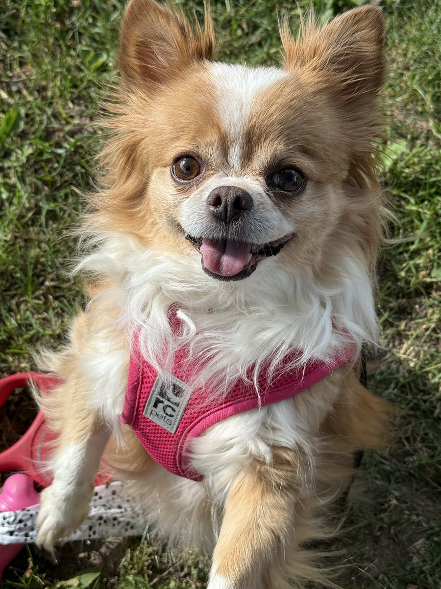 ericacameron's tweet photo. Happy 10th Birthday Penny 💖 #chichuahua #maltese #birthday https://t.co/XplKAdax13