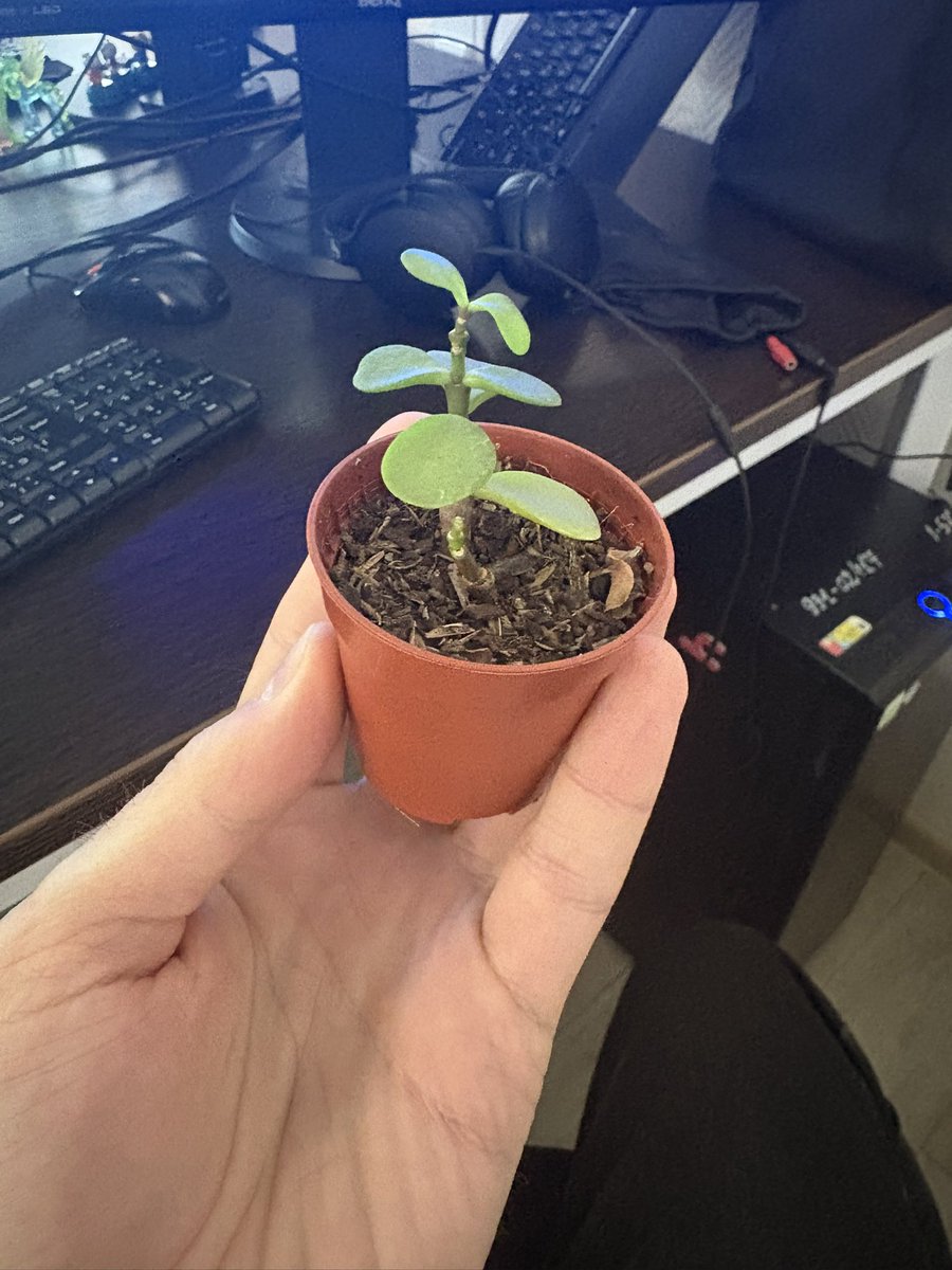 severyog's tweet photo. Подарили цветочек. Как за ним ухаживать ? https://t.co/zaHYtWCs4V