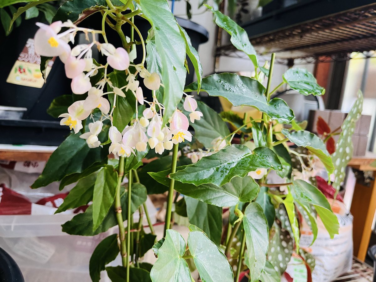 _ThreeTech's tweet photo. おはようございます😊
木立ベゴニアのピンクの花がめちゃ綺麗に開花中
ベゴニアって種類だけで色々な形を成してるとても魅力的な植物なのよね〜(*^^*)
#木立ベゴニア #ベゴニア https://t.co/NwU24HK2zK