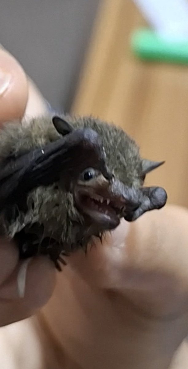 derakht_narenj's tweet photo. خفاش🦇 https://t.co/2tDD46Cgux