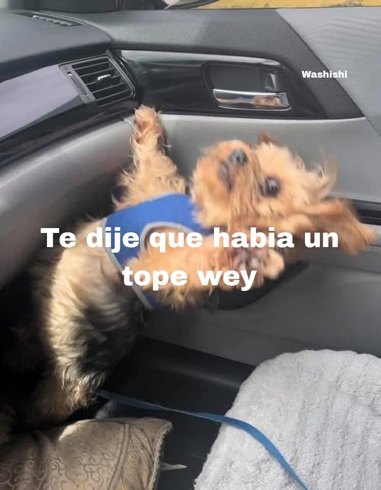 Animalesaprieto's tweet photo. https://t.co/mHeZSRnd7S