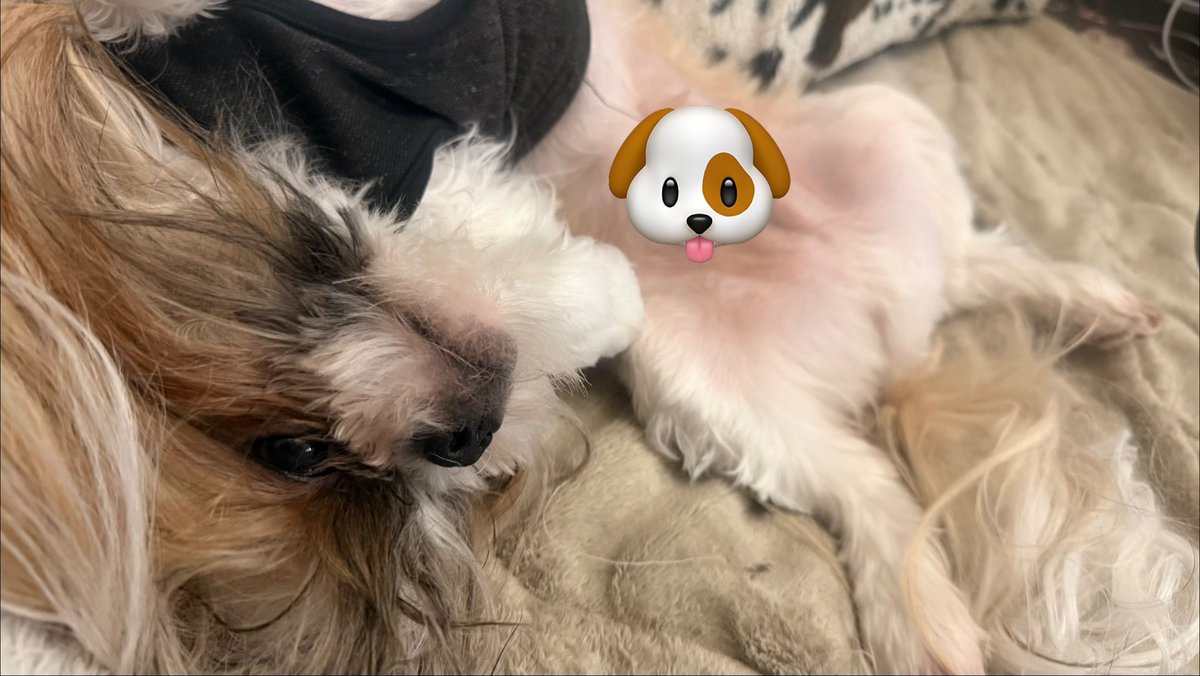 uniuniuni0903's tweet photo. 朝ね、あのちゃんみたいに可愛い子がボクサーってゴツい犬を連れてたんだけどぉー
さすがに盗撮はできんので
うちのこの子の寝起き載せておくわwwてか寝てる？w https://t.co/0H2zHtBbgF