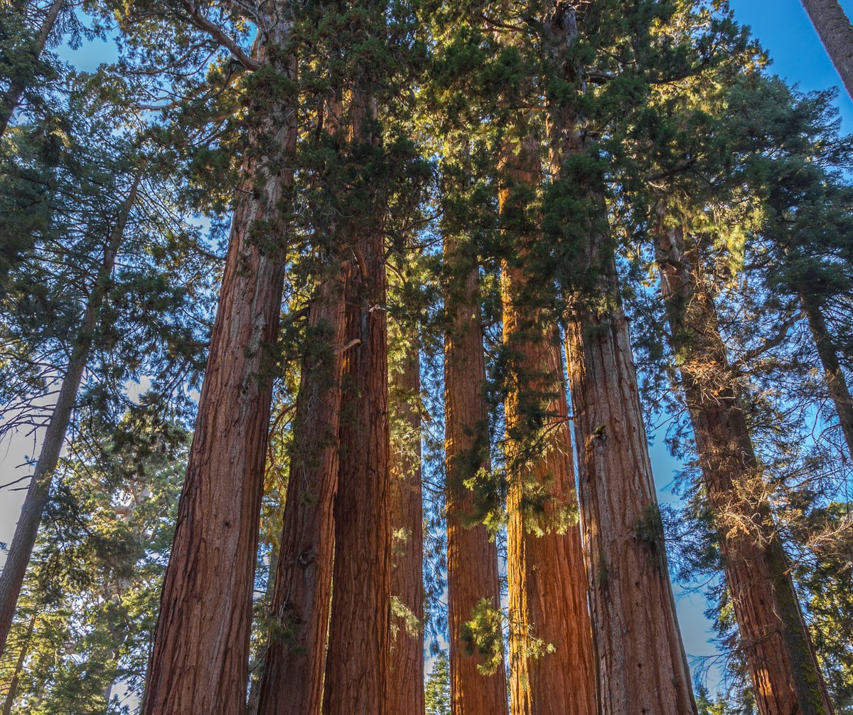 conservationx's tweet photo. We’re using AI to save one of the world’s most iconic, ancient trees: the giant sequoia. 🌲

Through our @WildMeORG Lab, we've partnered with @USGS  &amp; @NatlParkService to build a remote-sensing AI tool that tracks the health of giant sequoias tree-by-tree.

(1/3) https://t.co/7cZFnyjQdc