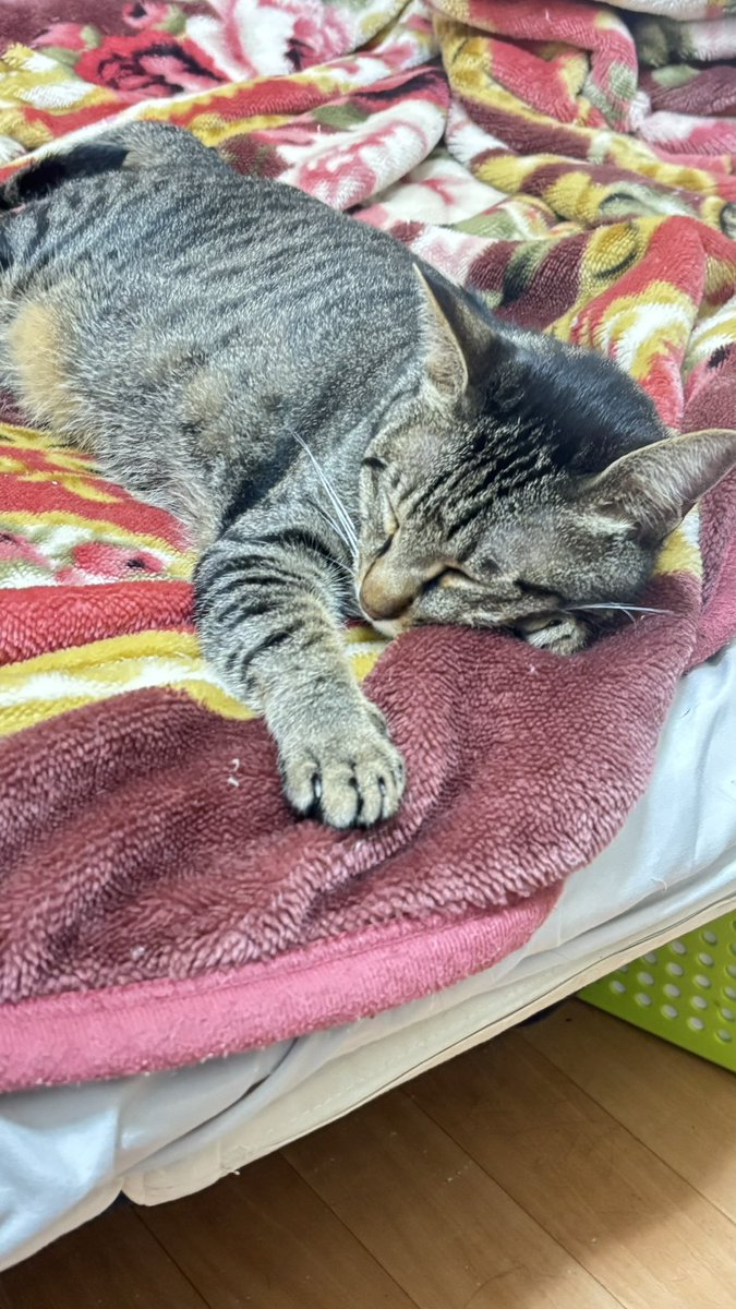Osutoki's tweet photo. たぶん私、この子産んでる気がする https://t.co/3PP55bSe2r
