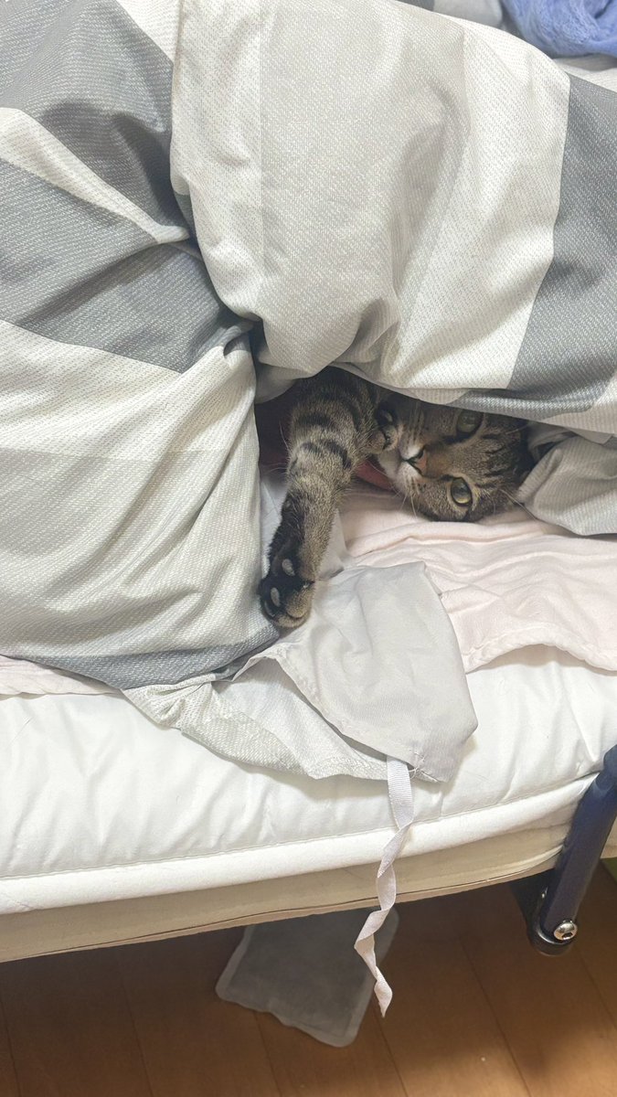 Osutoki's tweet photo. たぶん私、この子産んでる気がする https://t.co/3PP55bSe2r