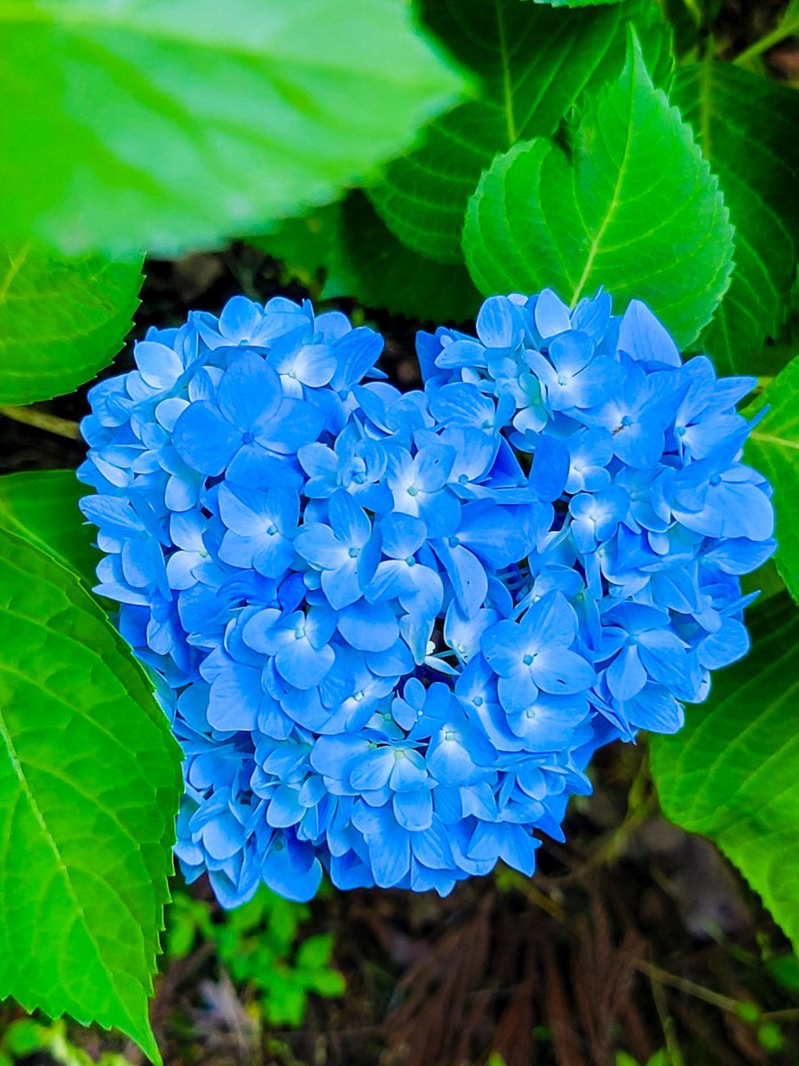 Tweet image
