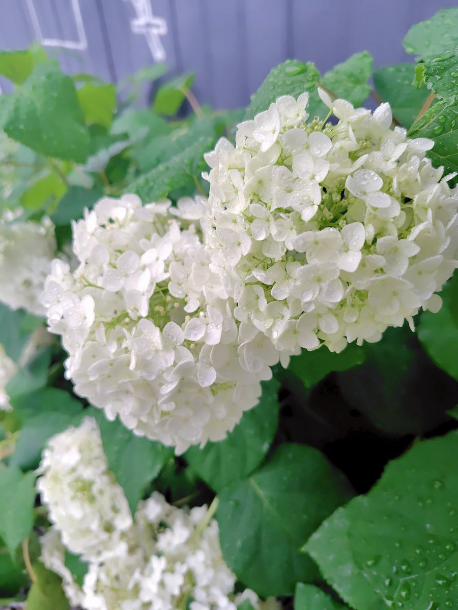 moamoa156's tweet photo. おはよう*｡ﾟꕤ*｡ﾟ
あれ？
もう…7月(º ﾛ º๑)?!
復職してから1ヶ月、あっという間だったなぁ。 https://t.co/fpv7XkDC2P