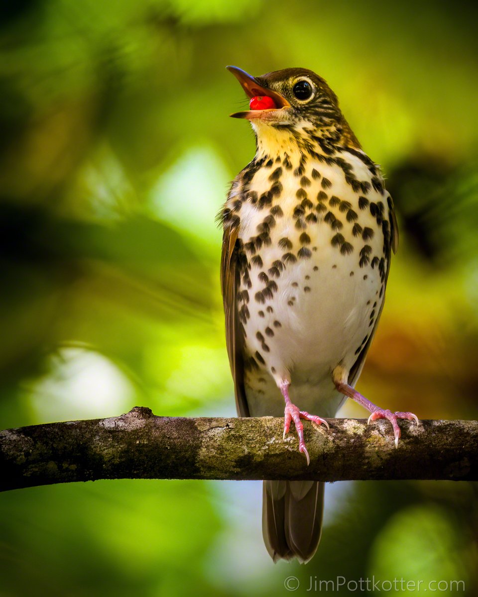 HappyPixr's tweet photo. Hearing a Wood Thrush is easy if you know its beautiful, flute-like song. Catching a clear glimpse is another matter, as they prefer to stay hidden deep in quiet forests. I was fortunate to catch this one with a red berry. #birds #birdphotography #nature https://t.co/gYqrEpzwD6
