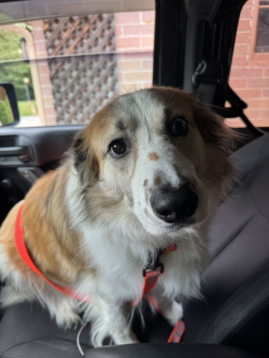 DaveLew19984139's tweet photo. One year ago we brought you home and it’s been the best, you have been my best bud since, you have been my shadow and you have been by my side when I have an episode of migraines, Happy Gotcha Day Jack.
#gotchaday #bestbud https://t.co/2TXuN4b3yY