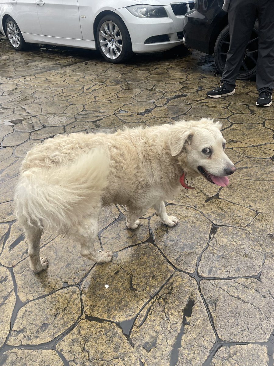EmilioCadernMne's tweet photo. SERVICIO A LA COMUNIDAD

Este perrito (al parecer es macho) está vagando cerca Lomas de Bellavista, por Fuentes de Satélite.

Trae correa, es muy amigable y se ve bien alimentado, pero desorientado.

Si pueden ayudar a difundir para que llegue a su dueño, será muy bueno. 🙏 https://t.co/esYDp5pCm2