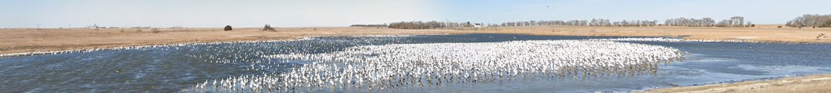 Islelanded's tweet photo. https://t.co/7OBGAwg841
:bird: :bird::bird::bird::bird::bird::bird::bird::bird::bird::bird::bird::bird::bird::bird::bird::bird::bird::bird::bird::bird: https://t.co/5ZleJSm1ID