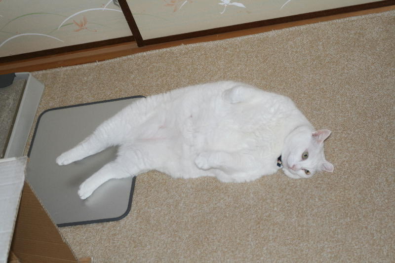 白猫好き 🦭 #すえぞぅさん（当時9歳1ヶ月） #白猫 #18年前の今日 #猫がいる生活