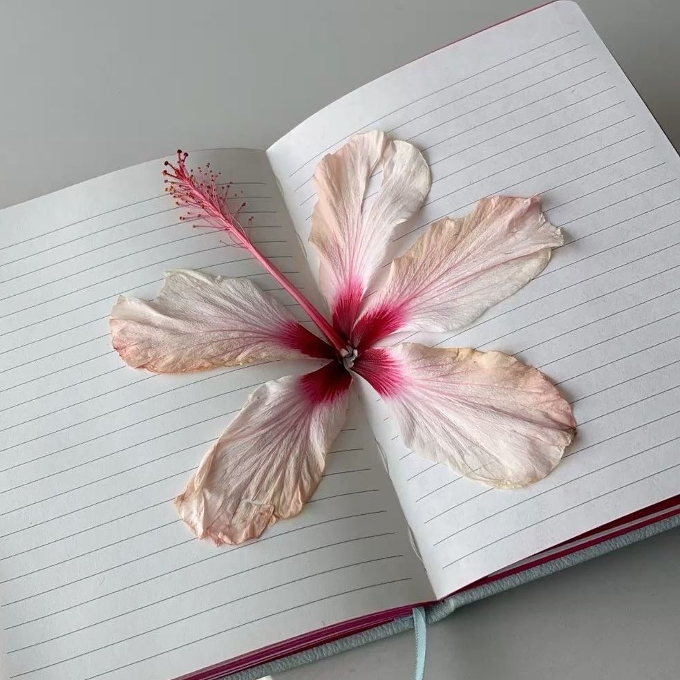 prtygal777's tweet photo. Hibiscus https://t.co/q8tqMjnYux