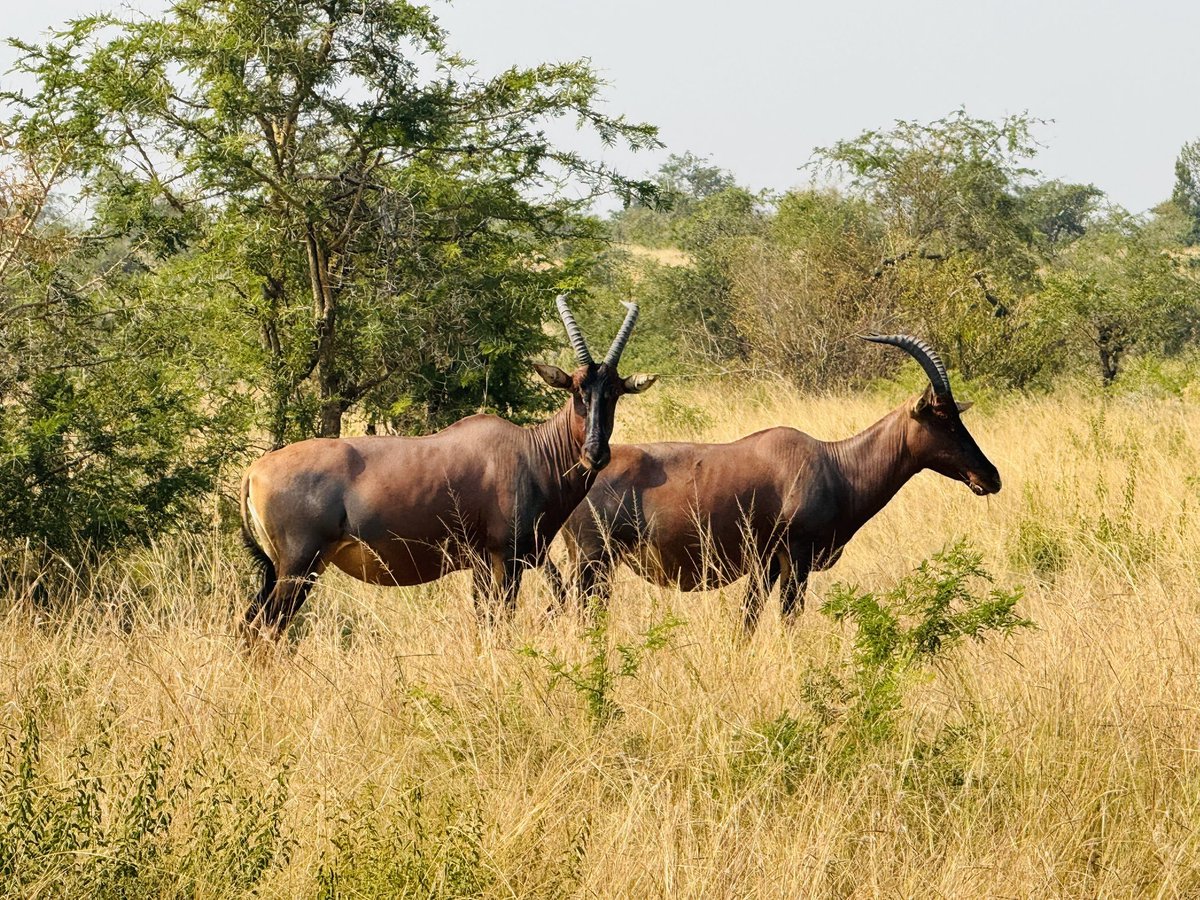 NaswifuG9204's tweet photo. The Tsessebe antelope known as Damaliscus lunatus is a remarkable African savanna species known for its speed and social nature.

With a long history across the grasslands of Africa,this elegant herbivore plays an important role in maintaining the balance of the ecosystem. https://t.co/pgXgvi9Ncn
