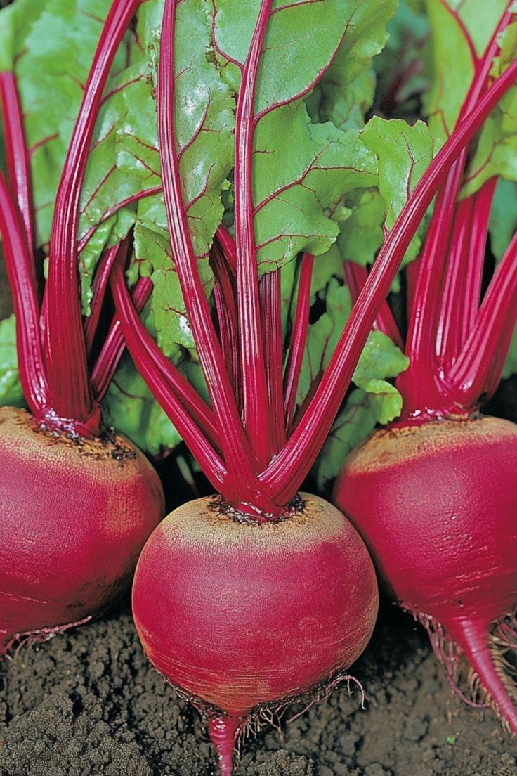 LandLover56's tweet photo. Name this fruit but don't use any help https://t.co/1NDioLcne8