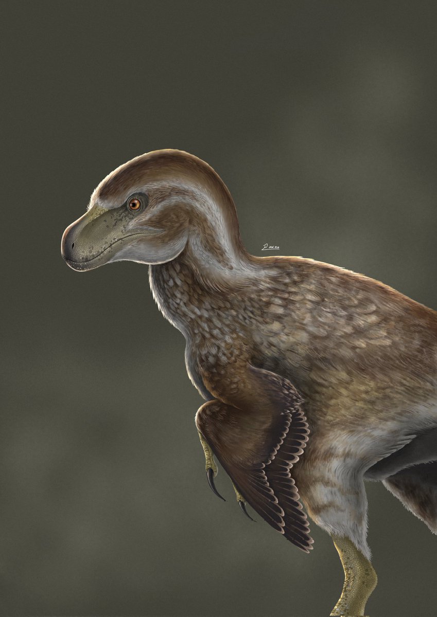 chankyung52021's tweet photo. Atrociraptor marshalli
#paleoart https://t.co/pnYQORS5sD