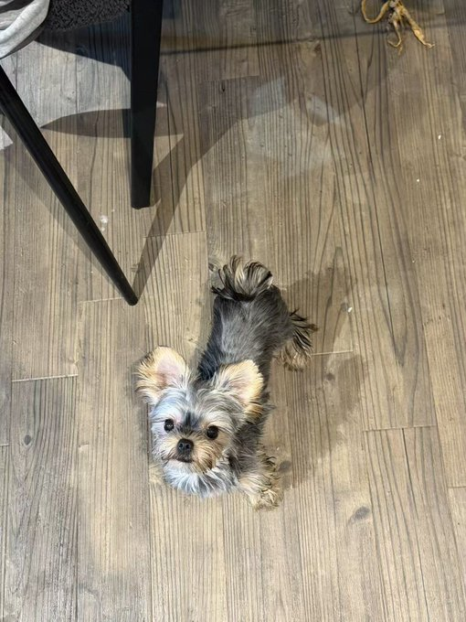 millypod1's tweet photo. UPDATED TO #STOLEN 

🆘13 JUNE 2026 #Lost Louie &amp; Leo #STOLEN?? 
2 YOUNG Yorkshire Terriers BOTH Male #PUPPIES
George's Wharf #Redcliffe #Bristol #BS1 https://t.co/QscAL66G2G https://t.co/dMFFkfGTXo https://t.co/8ZFZiGTRnC
