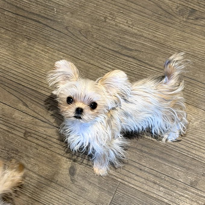 millypod1's tweet photo. UPDATED TO #STOLEN 

🆘13 JUNE 2026 #Lost Louie &amp; Leo #STOLEN?? 
2 YOUNG Yorkshire Terriers BOTH Male #PUPPIES
George's Wharf #Redcliffe #Bristol #BS1 https://t.co/QscAL66G2G https://t.co/dMFFkfGTXo https://t.co/8ZFZiGTRnC