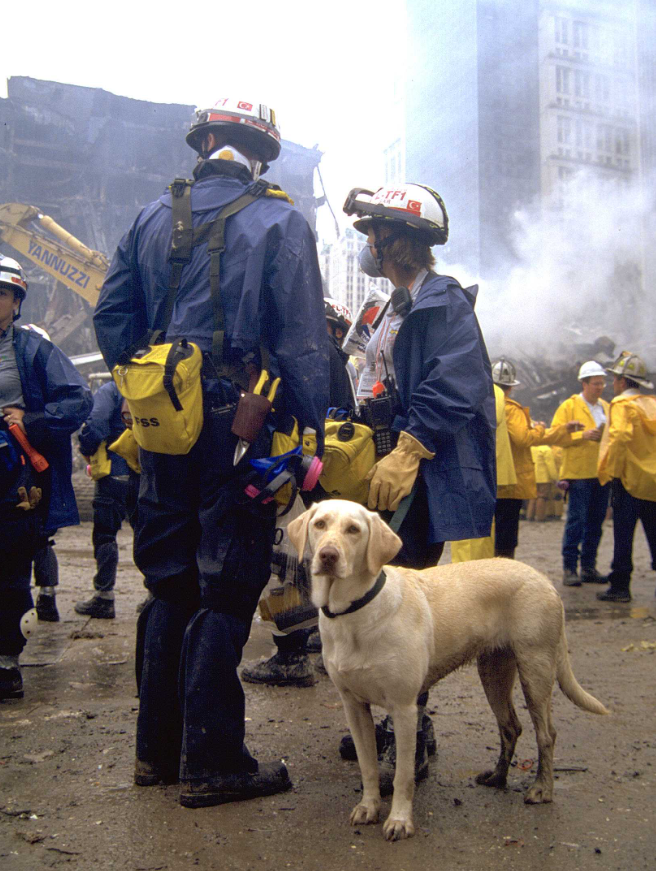 Sept11Memorial's tweet photo. In the wake of the September 11 attacks, hundreds of dedicated search and rescue dogs were deployed to Ground Zero, where they worked side by side with first responders amid unimaginable devastation. These highly trained K9s tirelessly searched through the rubble, assisted in recovery efforts, and provided moments of comfort and companionship during one of the nation’s darkest chapters.

Representing breeds such as German Shepherds, Labrador Retrievers, Golden Retrievers, and Border Collies, each dog and handler team brought skill, determination, and compassion to the mission. Their service reflected the extraordinary partnership between humans and animals and the many forms that courage can take.

Today, we honor these remarkable dogs and the handlers who stood beside them. Their legacy endures as a powerful symbol of hope, resilience, and the enduring bond between people and their canine companions.

Credit: Photograph by Michael Rieger, FEMA; and Photograph by Andrea Booher, FEMA
